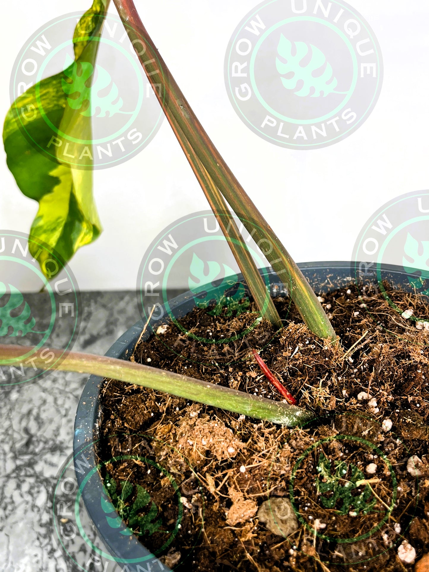 Philodendron Joepii Variegated Albo XXL Big Form Plant