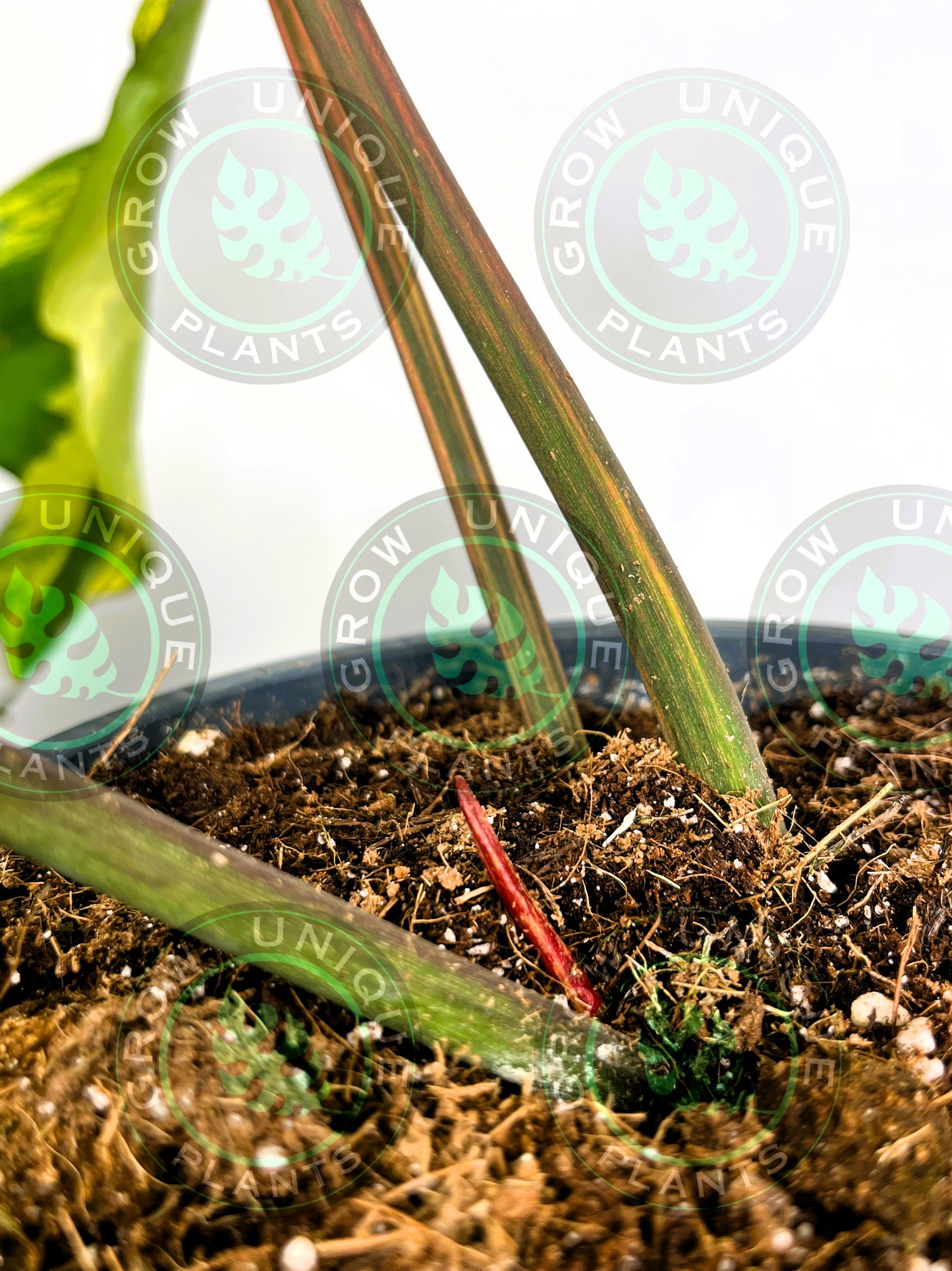 Philodendron Joepii Variegated Albo XXL Big Form Plant