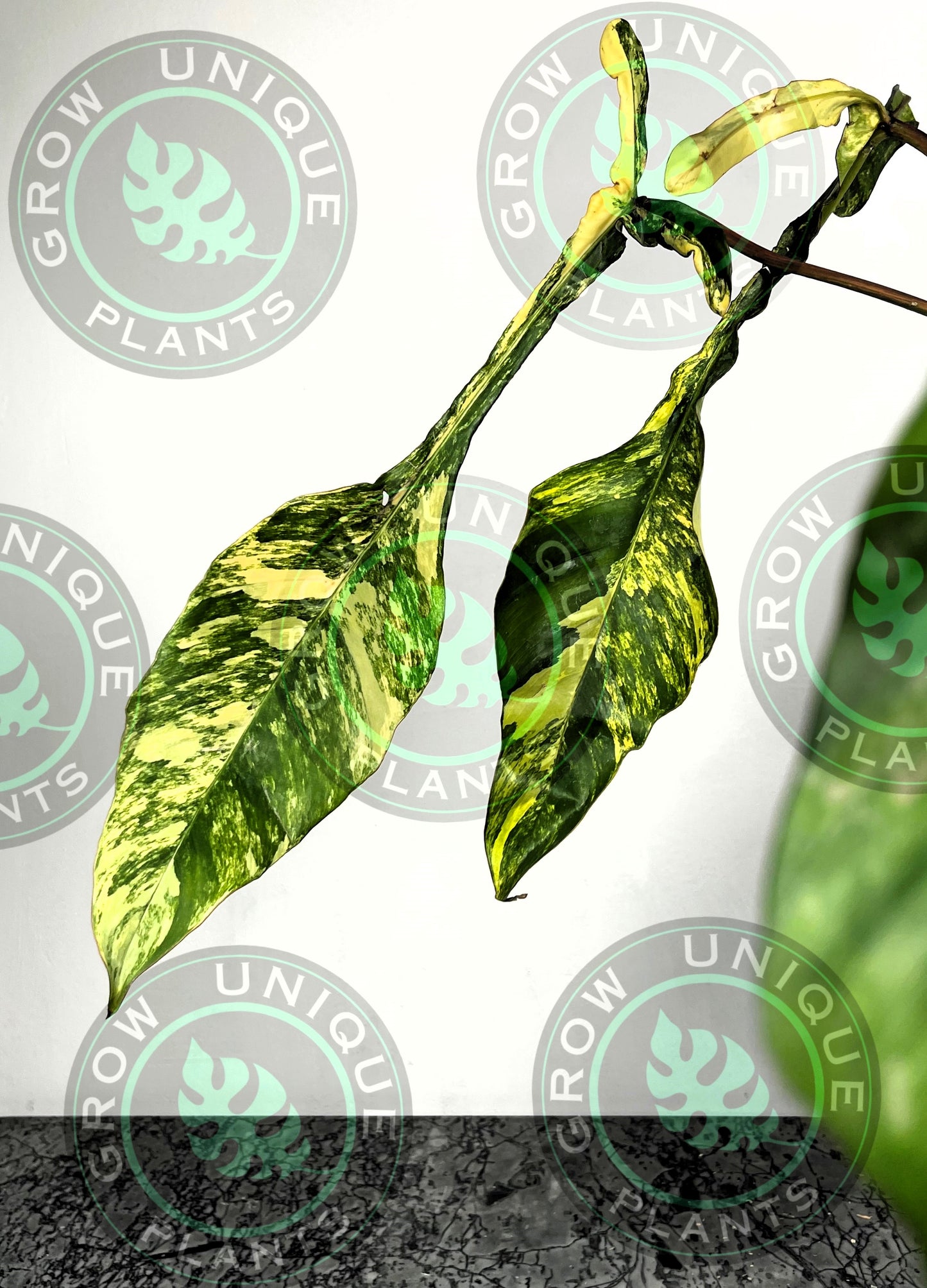 Philodendron Joepii Variegated Albo XXL Big Form Plant