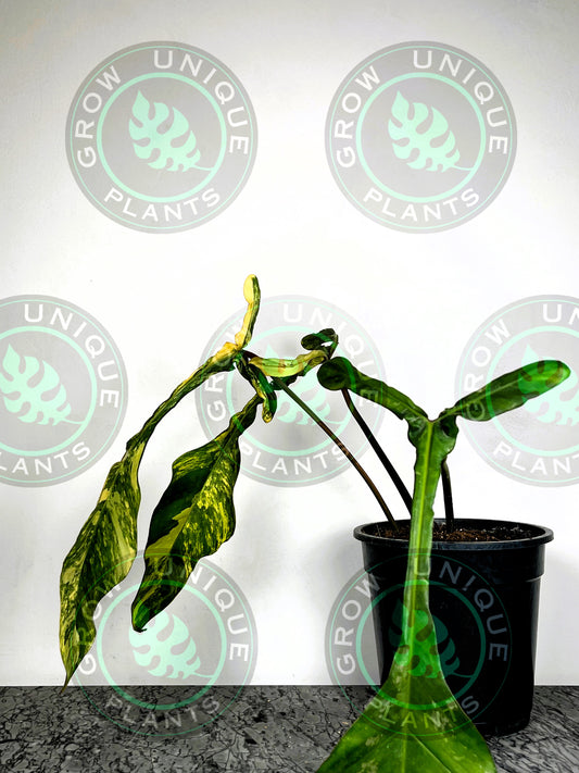 Philodendron Joepii Variegated Albo XXL Big Form Plant