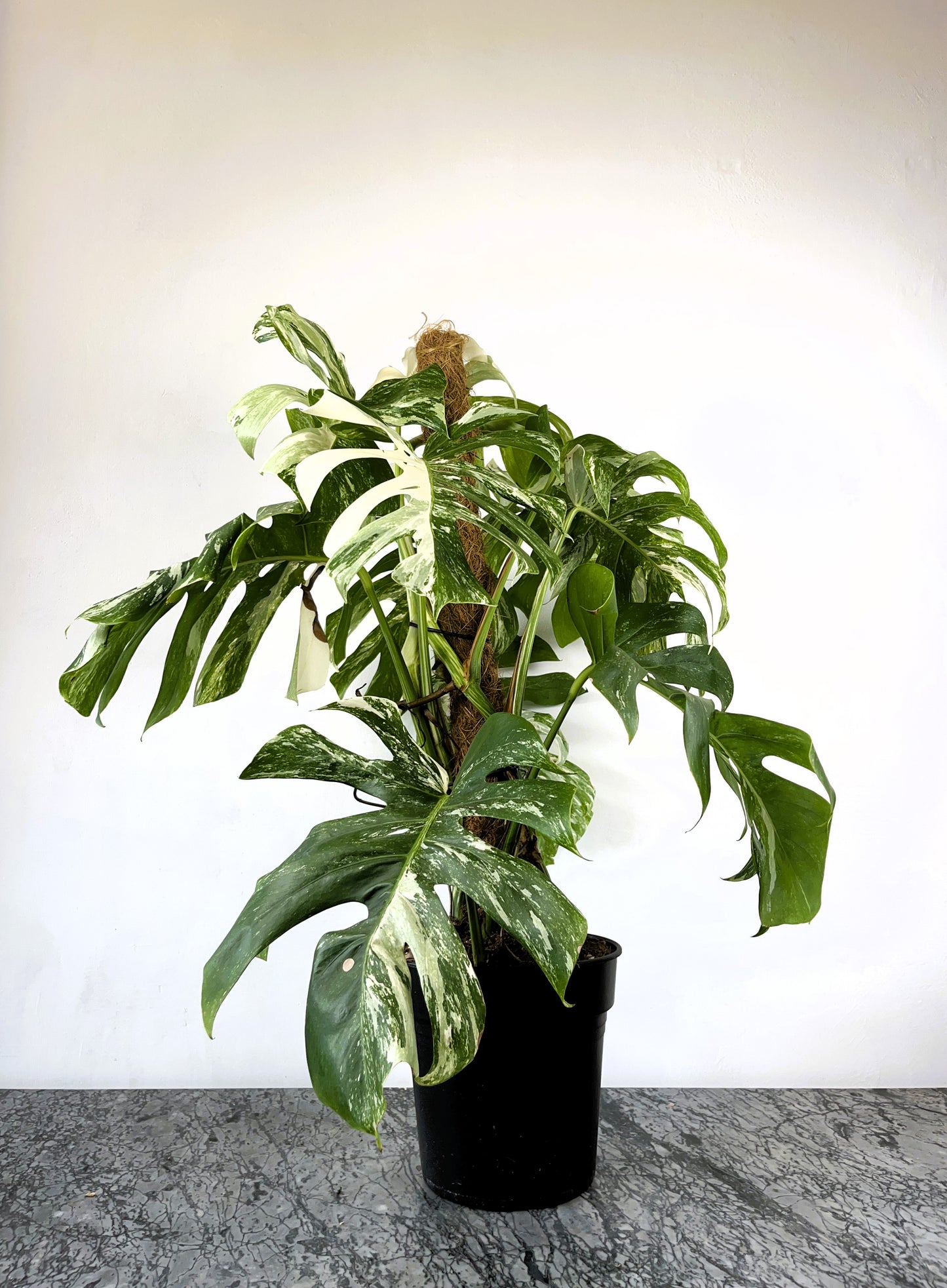Philodendron Monstera Albo Variegated XL Plant