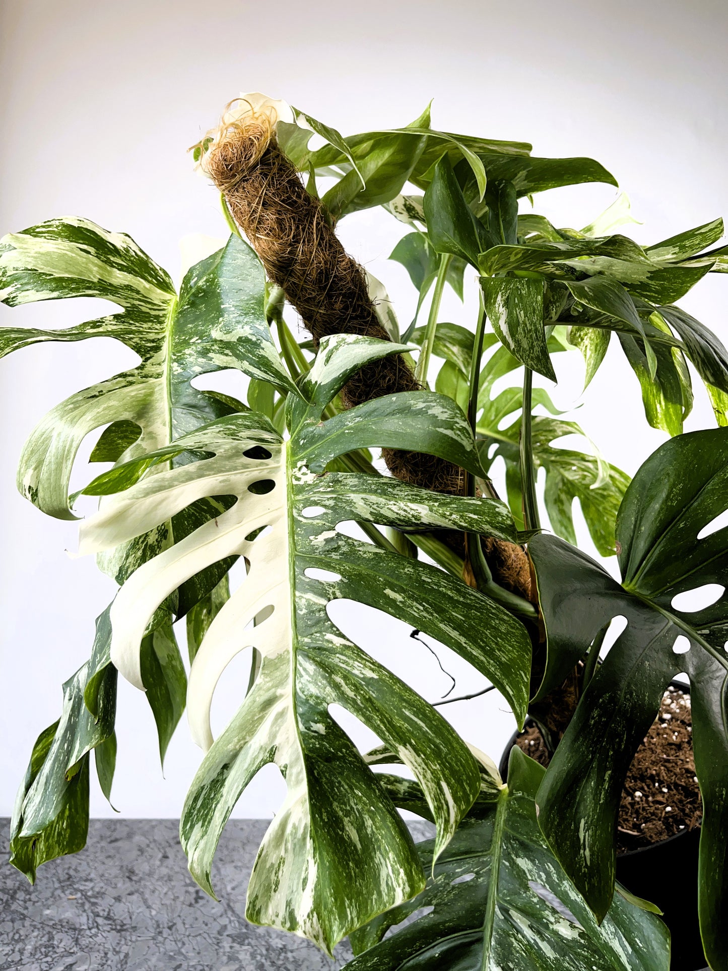 Philodendron Monstera Albo Variegated XL Plant