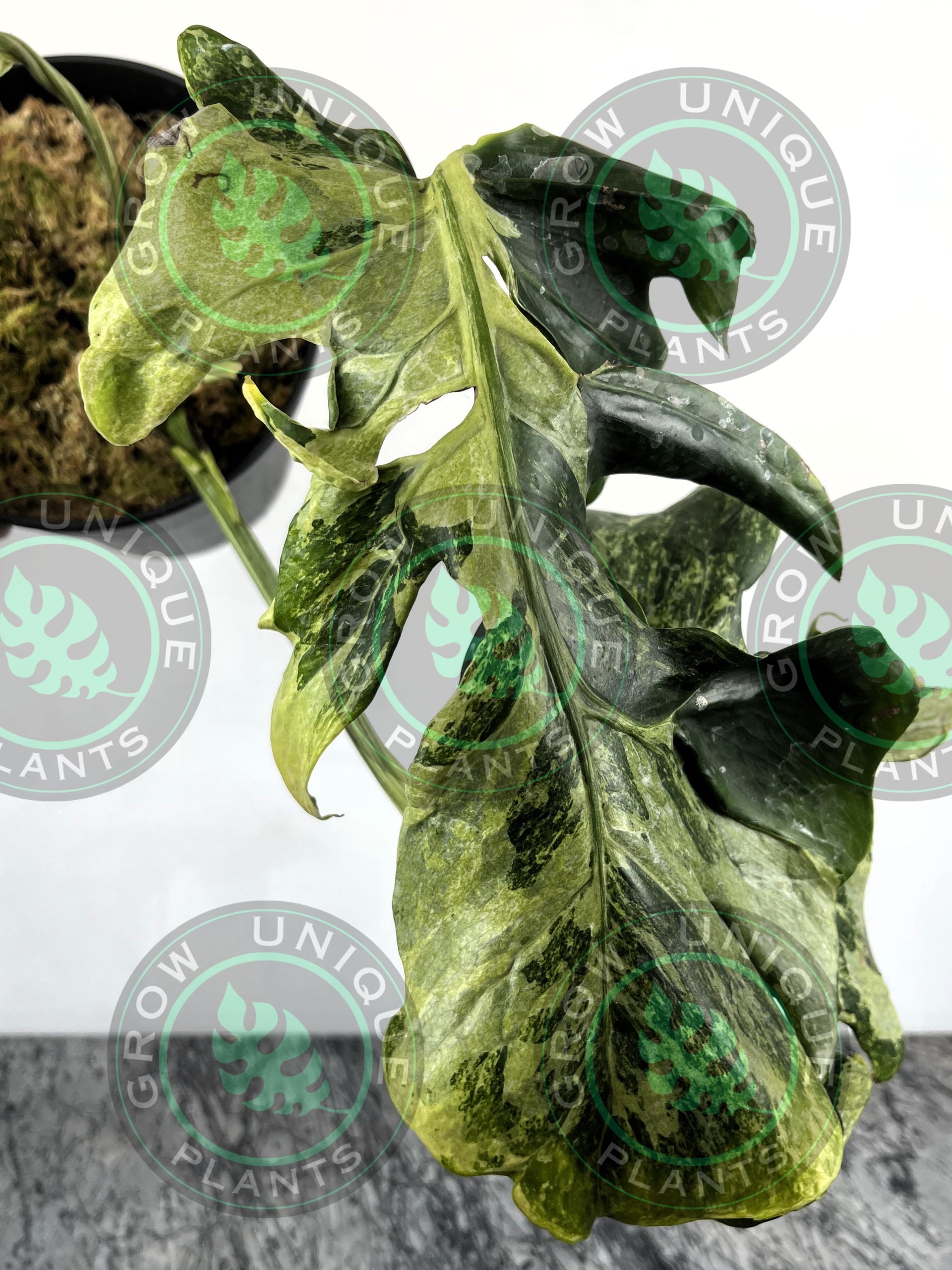 Philodendron Monstera Contorted Ocean Mint