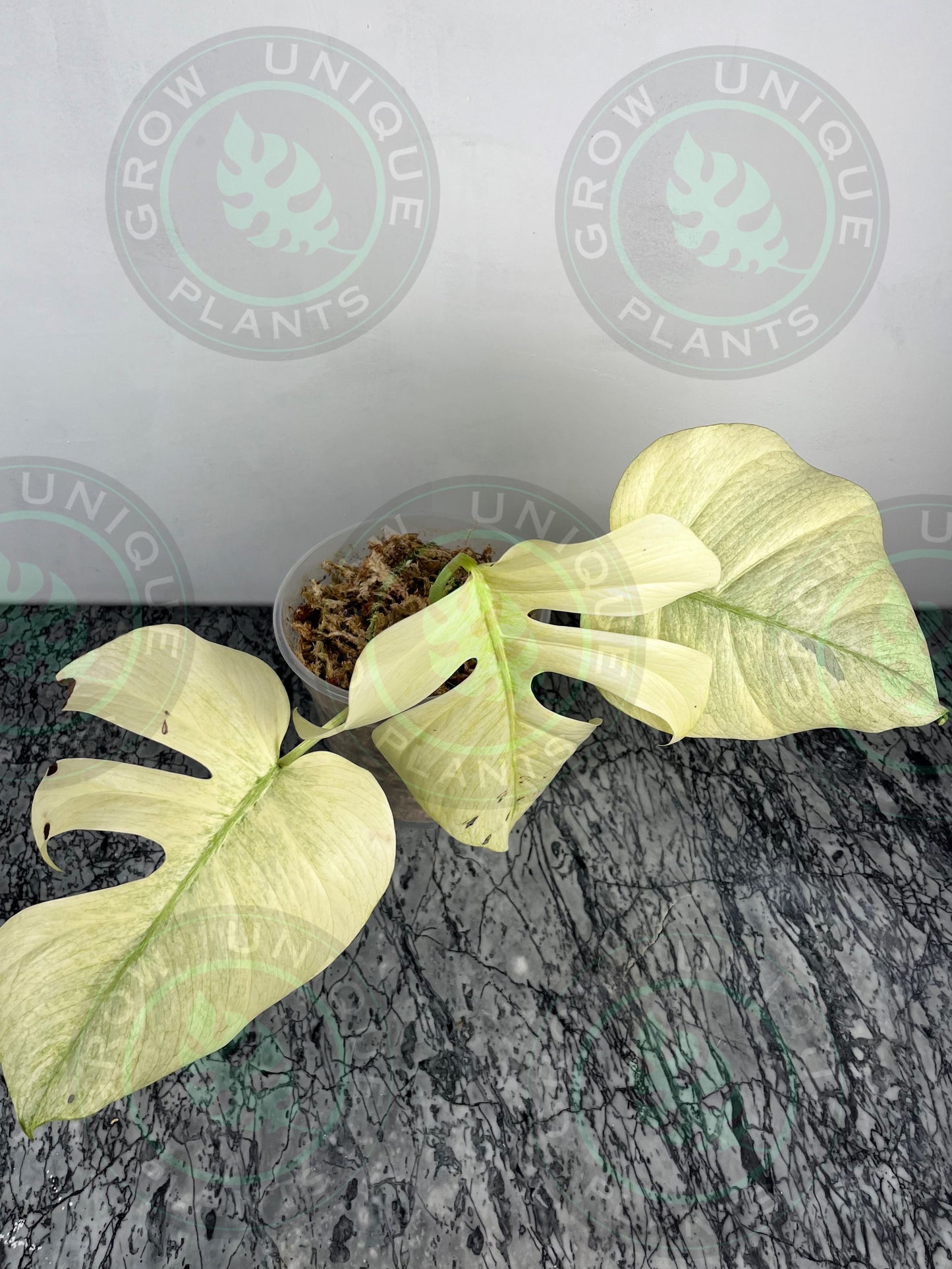 Philodendron Monstera Mint Kunzo Variegated