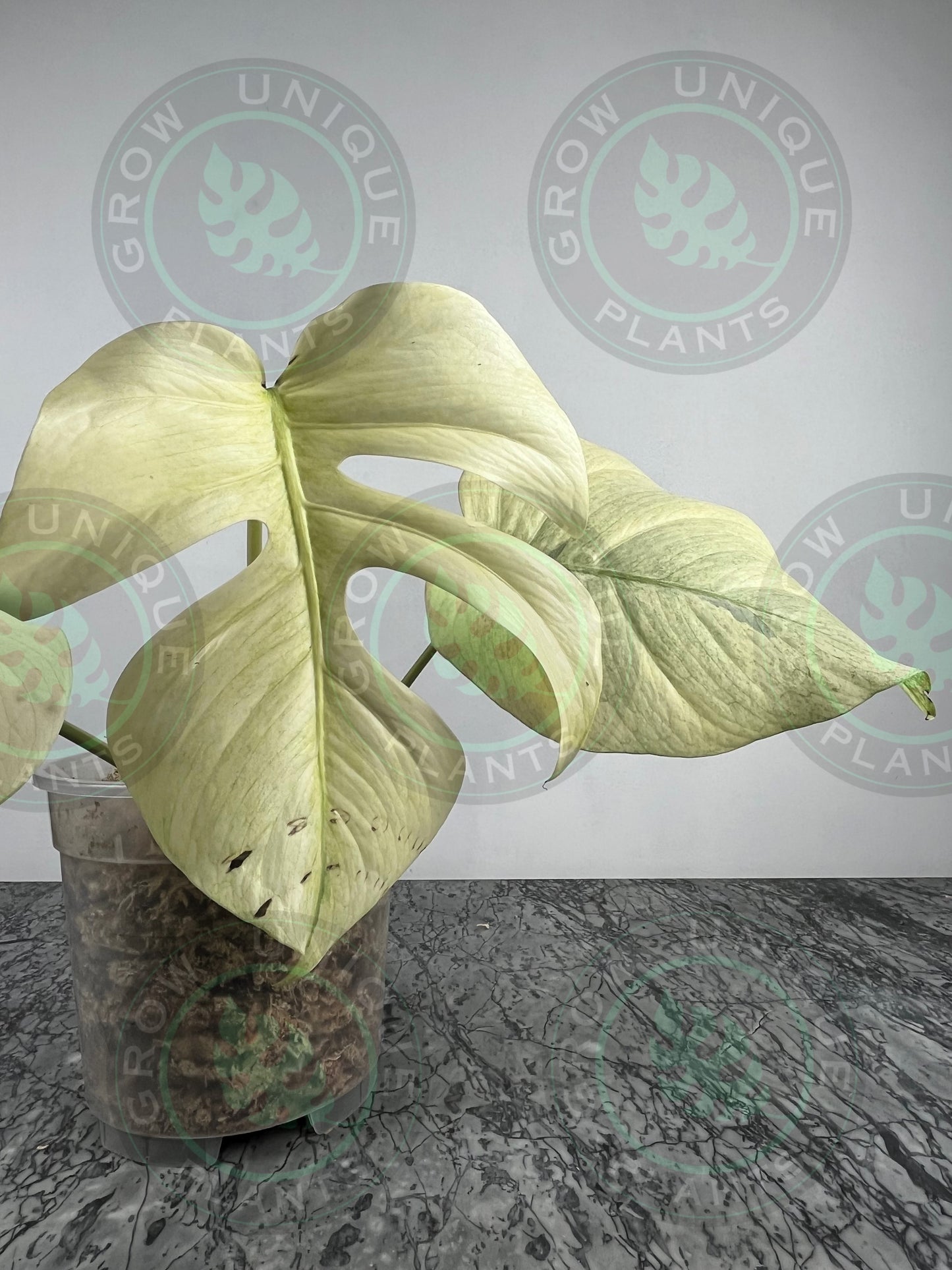 Philodendron Monstera Mint Kunzo Variegated
