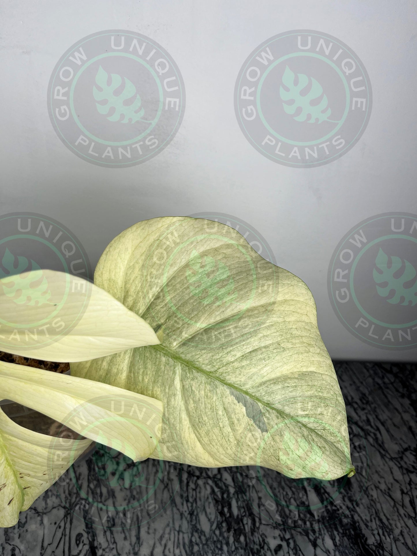 Philodendron Monstera Mint Kunzo Variegated