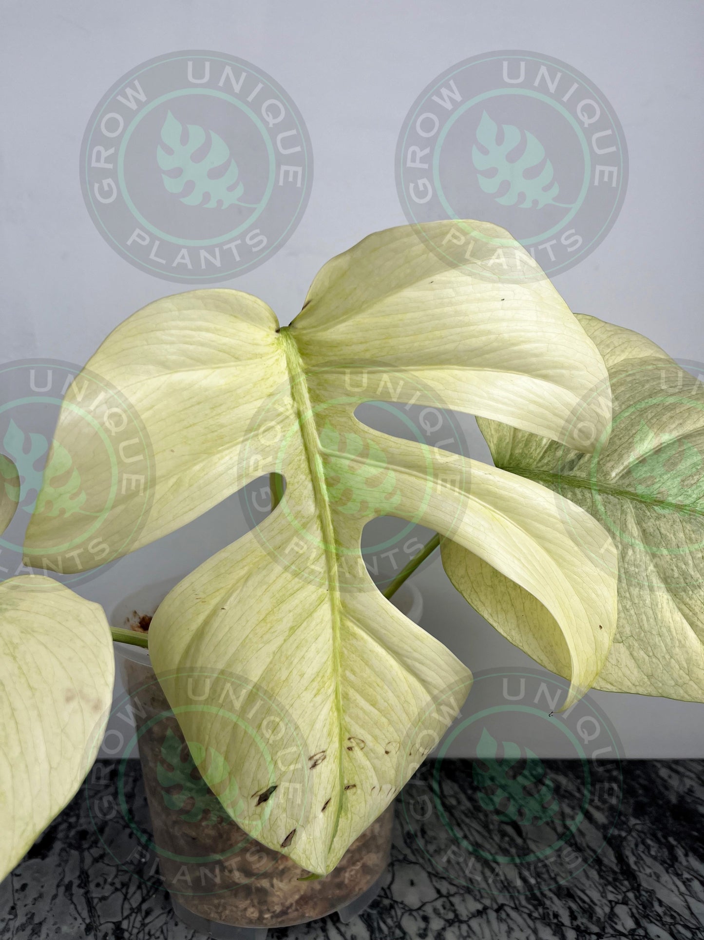 Philodendron Monstera Mint Kunzo Variegated