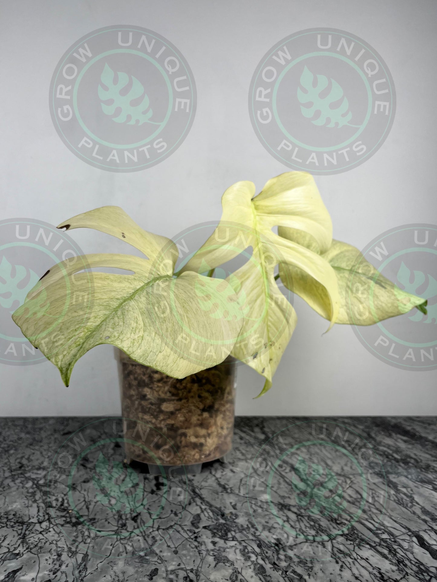 Philodendron Monstera Mint Kunzo Variegated