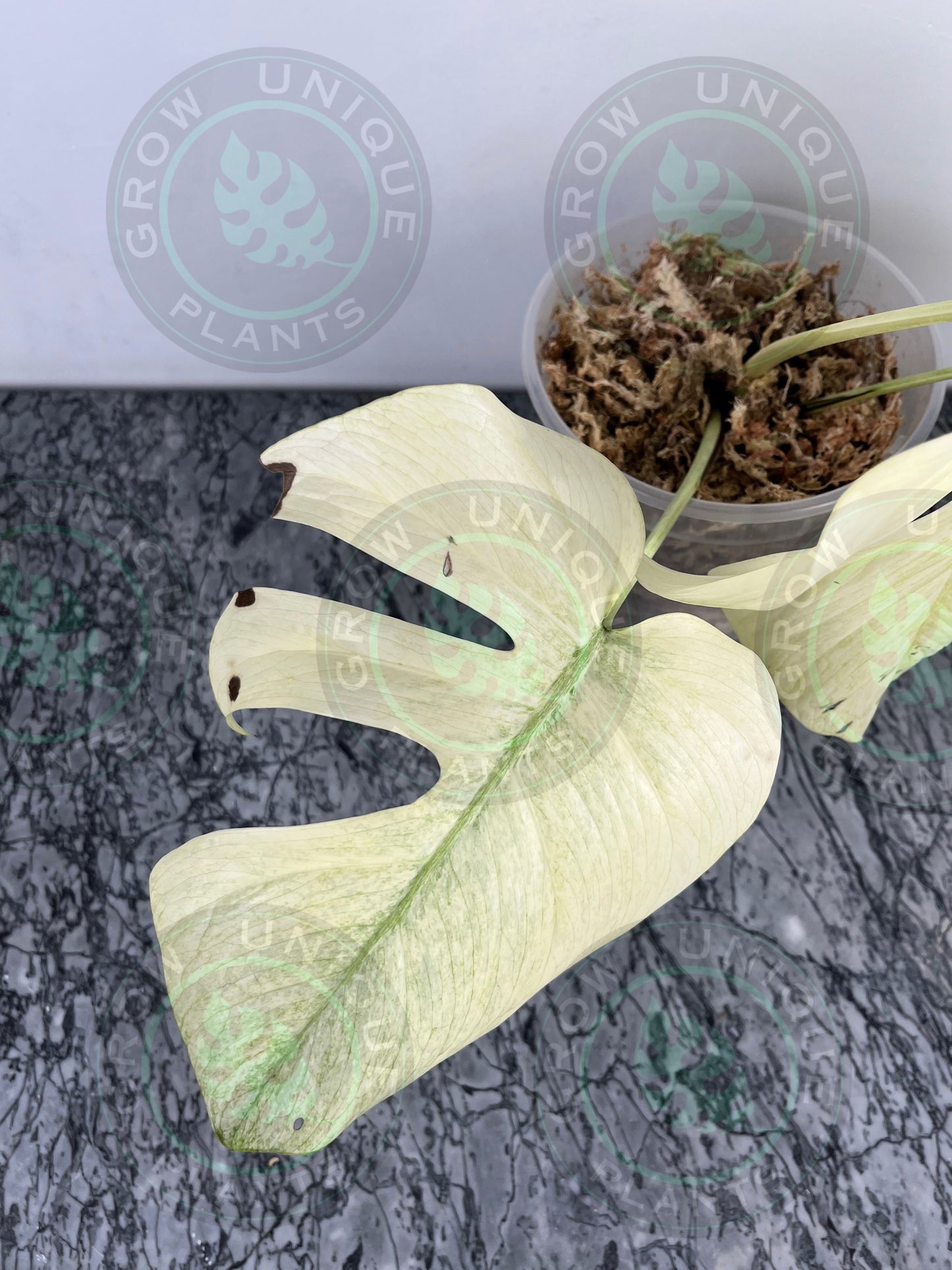 Philodendron Monstera Mint Kunzo Variegated