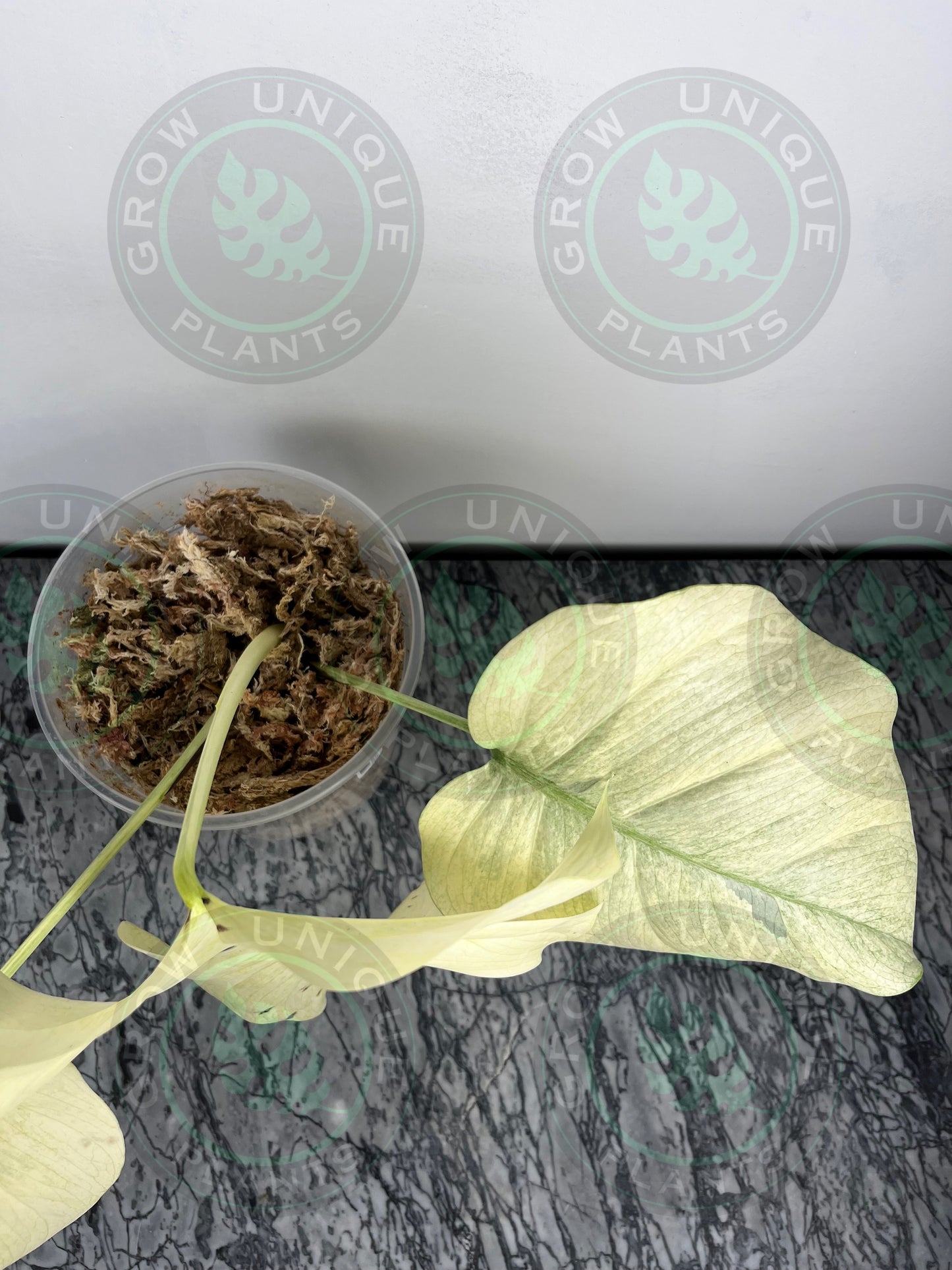 Philodendron Monstera Mint Kunzo Variegated