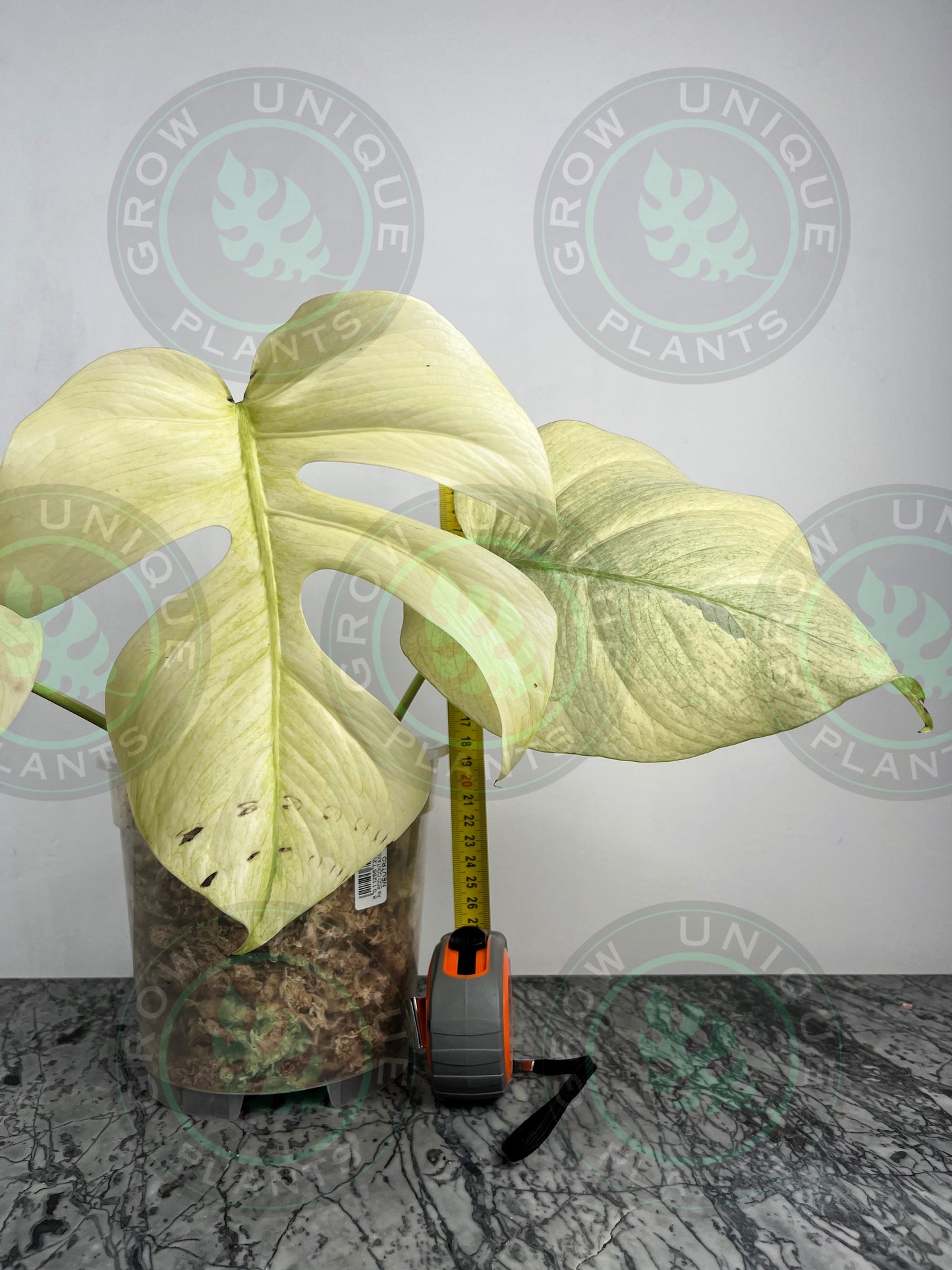 Philodendron Monstera Mint Kunzo Variegated