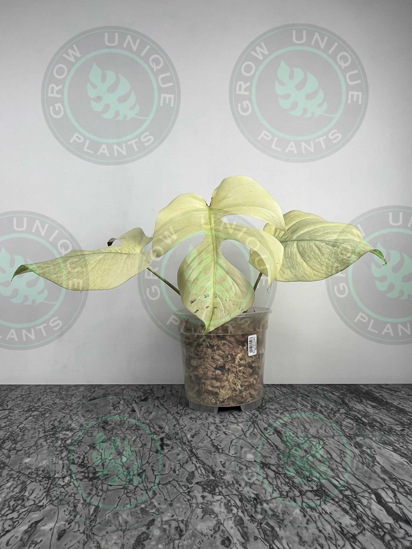 Philodendron Monstera Mint Kunzo Variegated