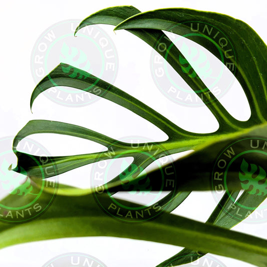 Philodendron Monstera Dilacerata Burle Marx Flame cutting (NO LEAF)