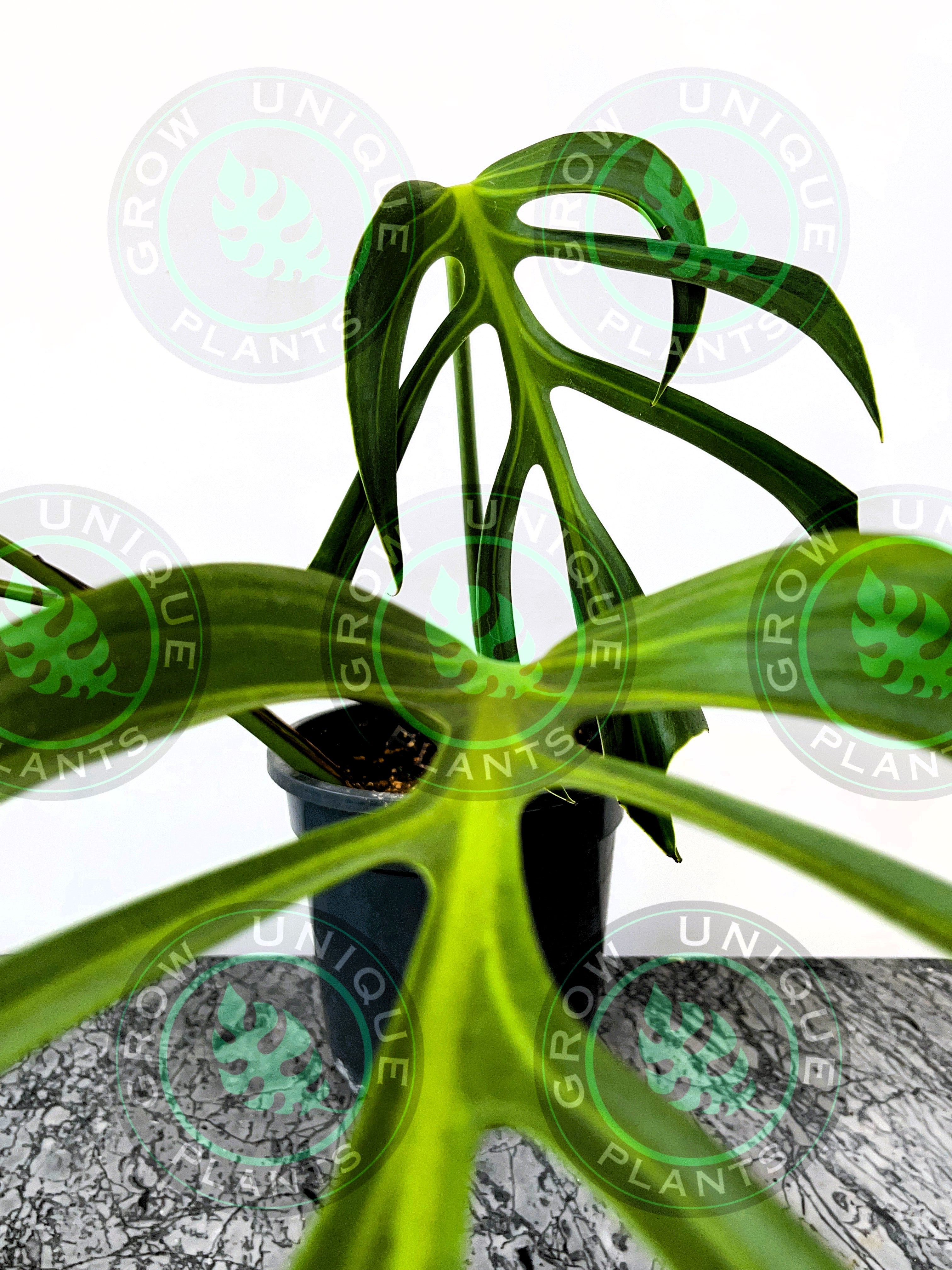 Philodendron Monstera Burle Marx Flame – Grow Unique Plants
