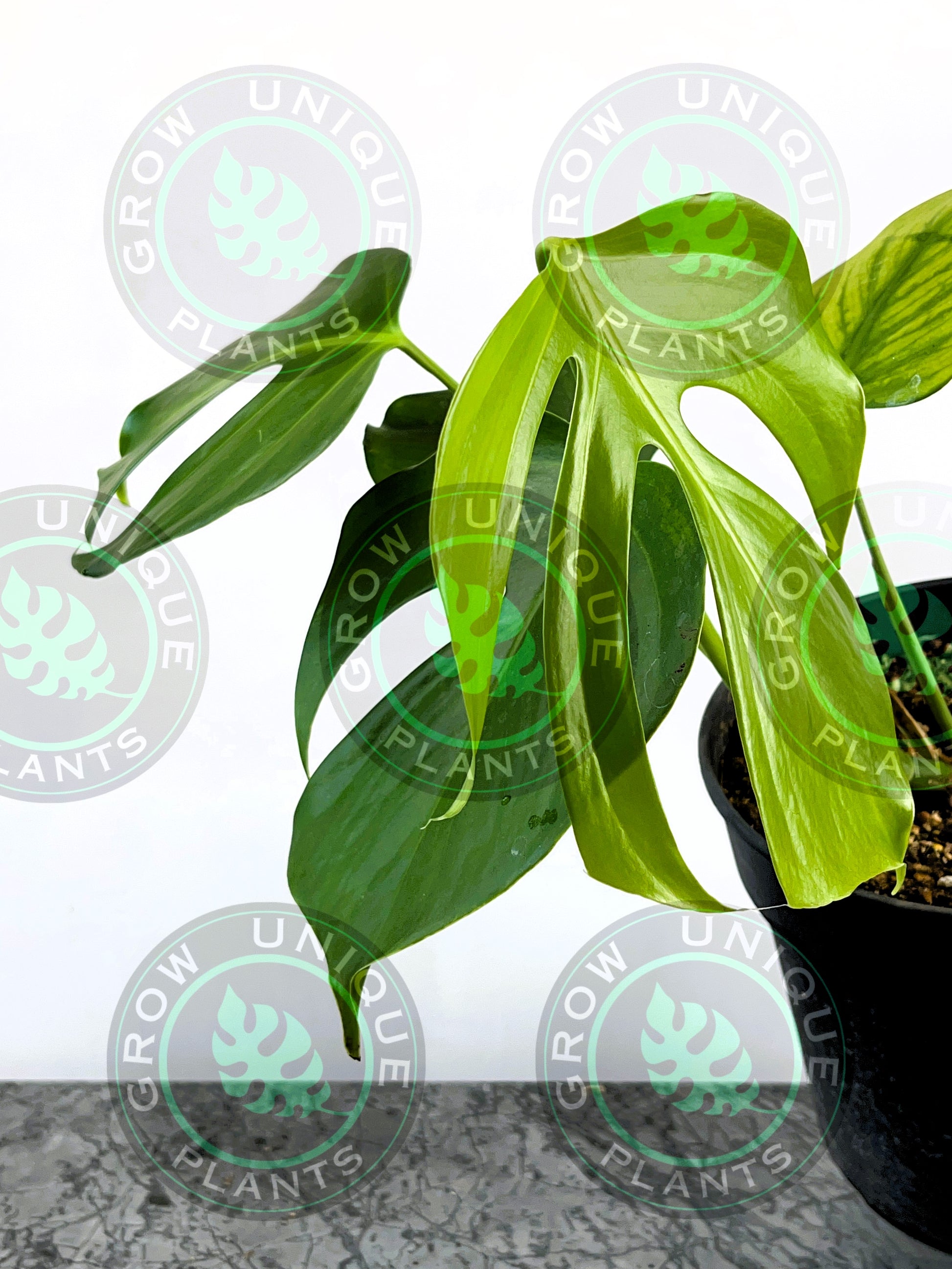 monstera sierrana Philodendron Monstera Sierrana Medium Plant – Grow Unique Plants
