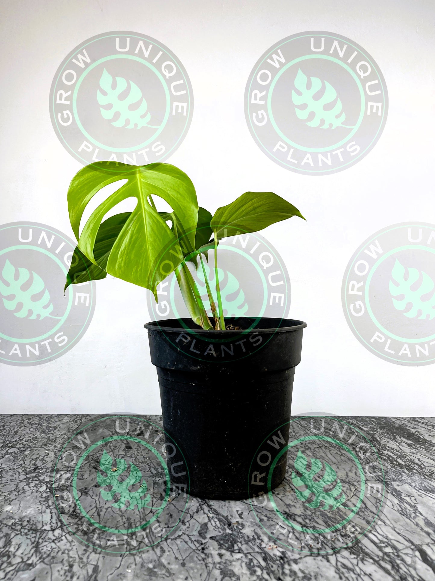 sierrana monstera Philodendron Monstera Sierrana Medium Plant – Grow Unique Plants