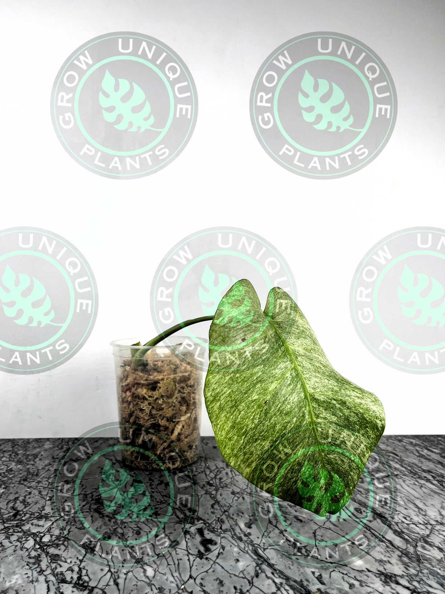 Philodendron Monstera Mint Kunzo Variegated (CUTTING LEAF)