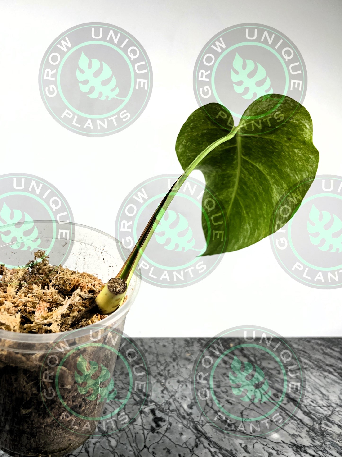Philodendron Monstera Mint Kunzo Variegated (CUTTING LEAF)
