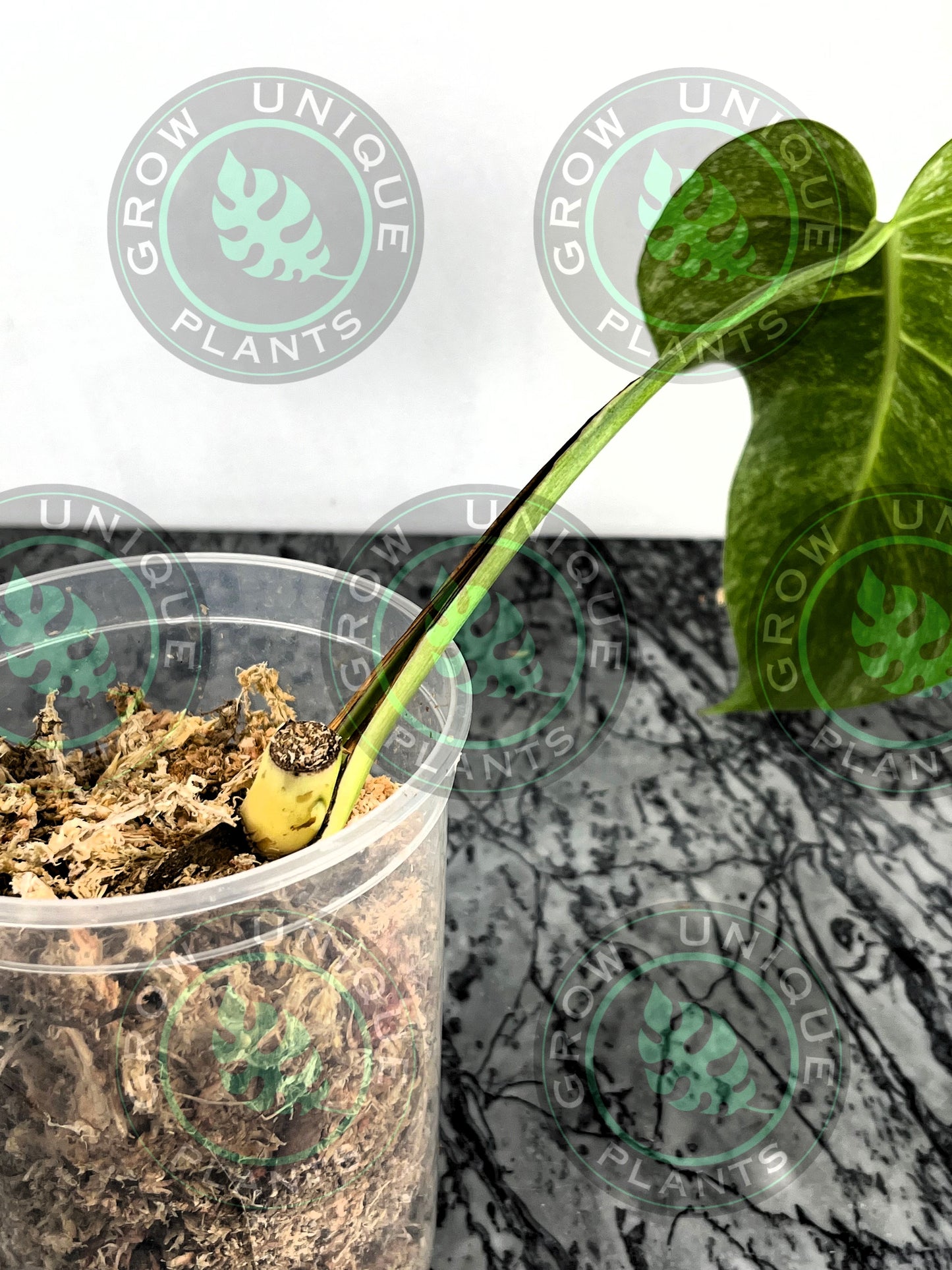 Philodendron Monstera Mint Kunzo Variegated (CUTTING LEAF)