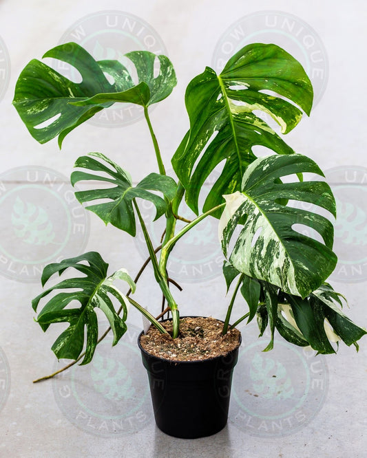 Philodendron Monstera Albo Variegated Medium Plant
