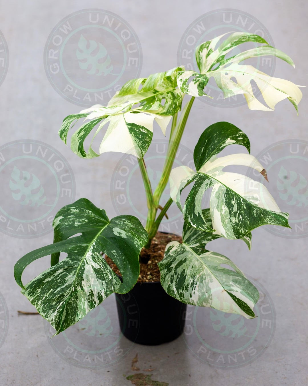 Philodendron Monstera Albo Variegated Medium Plant