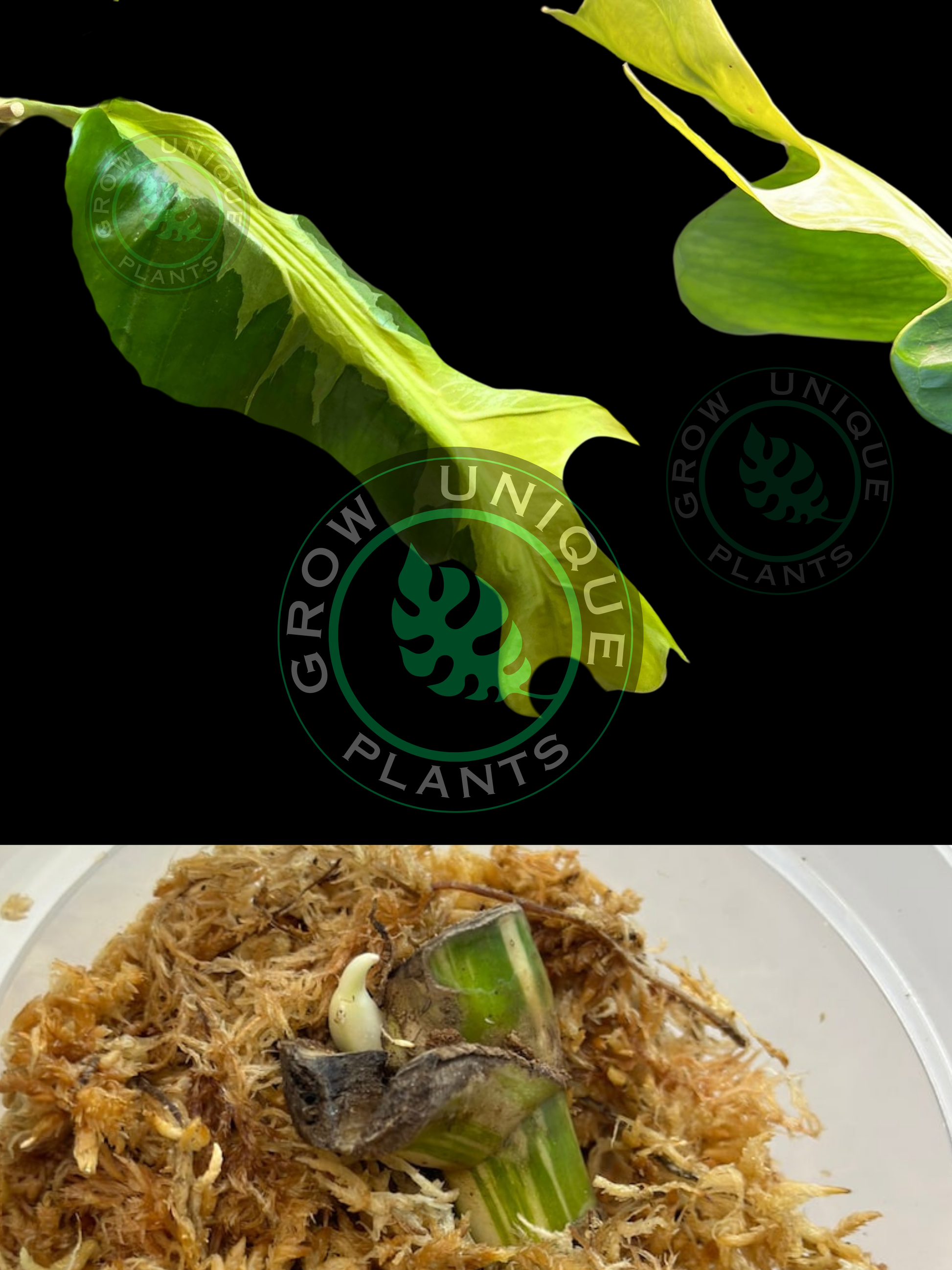 monstera noodles Philodendron Monstera Contorta Lava Variegated Cutting (NO LEAF)
