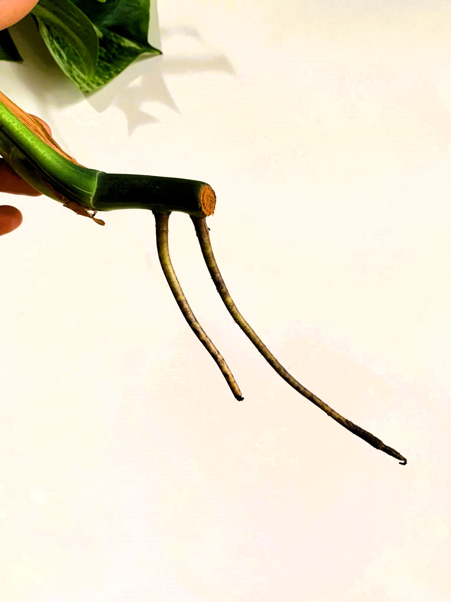 Philodendron Monstera Variegated white Albo TOP CUT