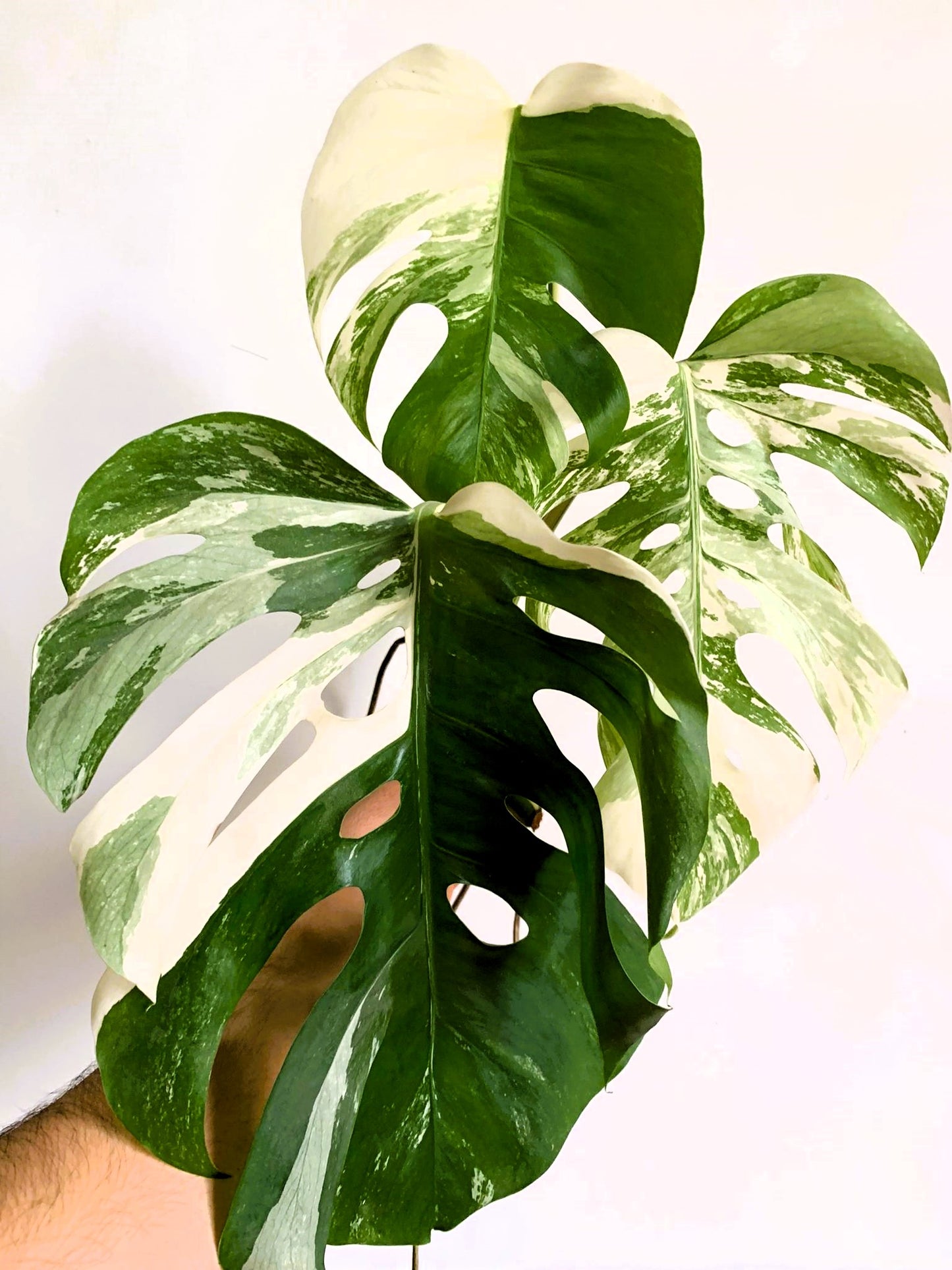 Philodendron Monstera Variegated white Albo TOP CUT