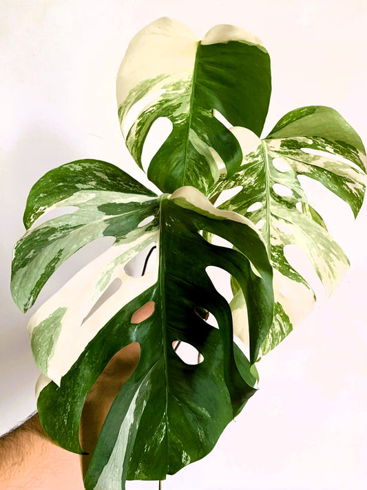 Philodendron Monstera Variegated white Albo TOP CUT