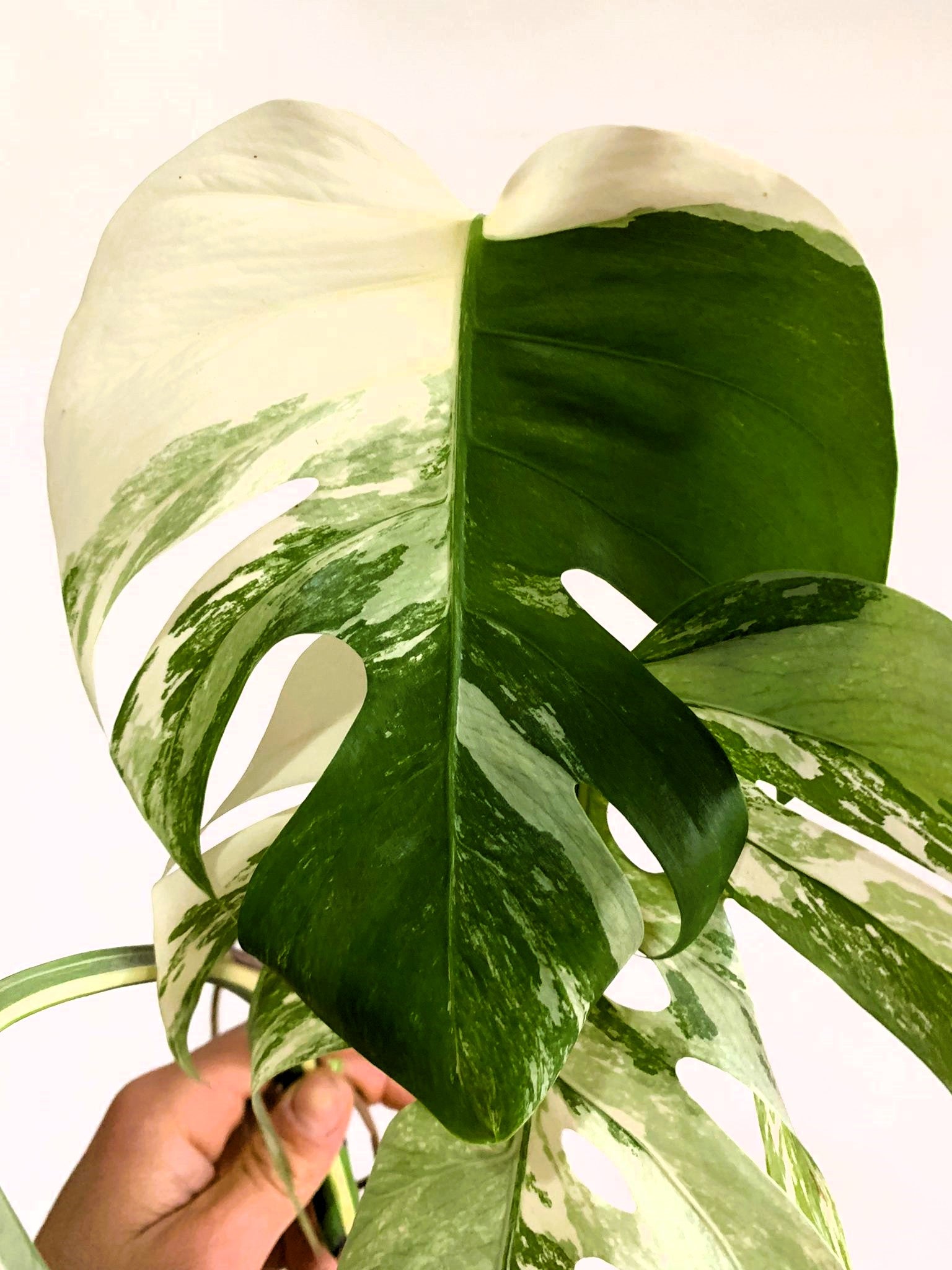 philodendron monstera white Philodendron Monstera Variegated white Albo TOP CUT