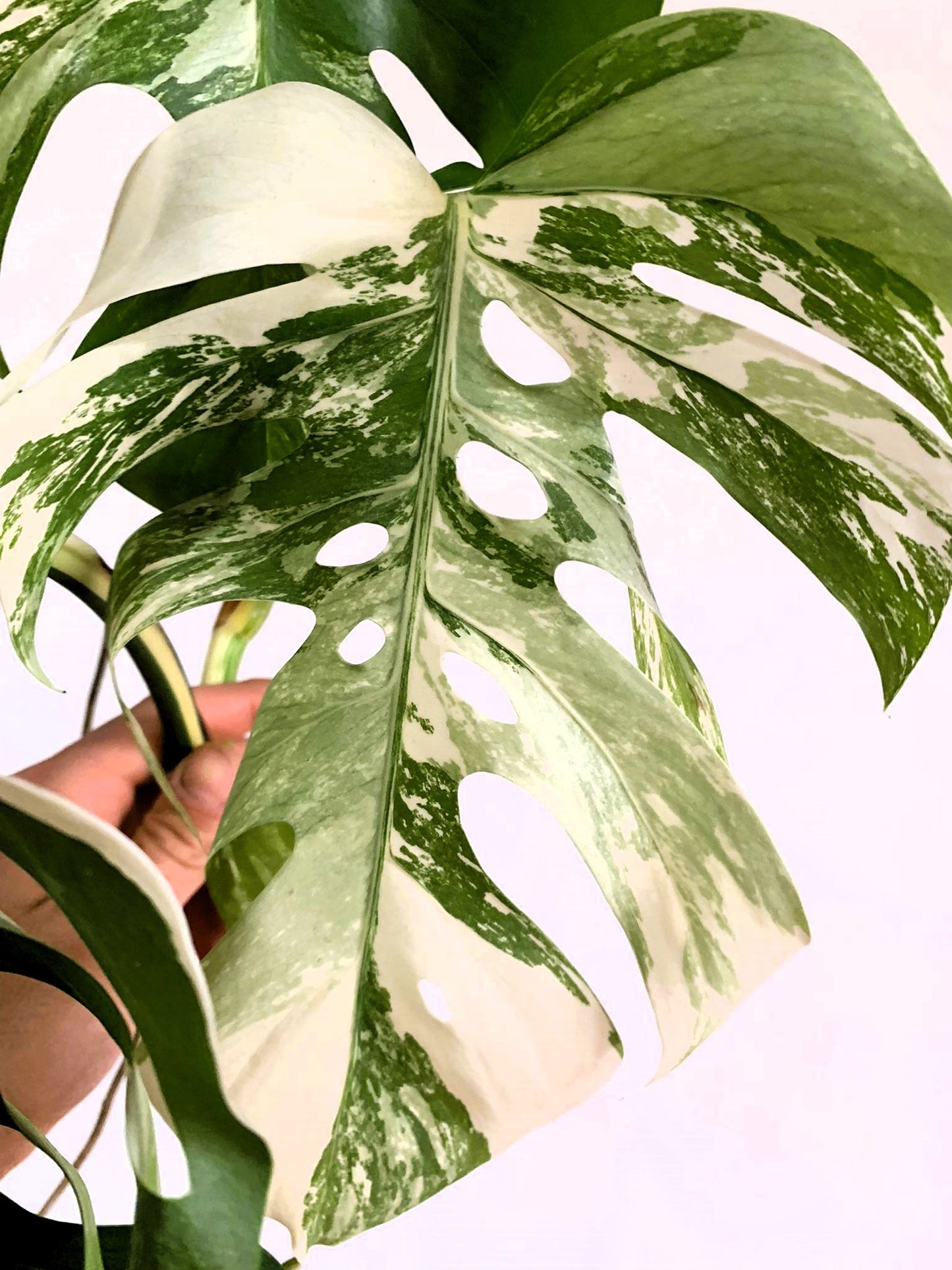 Philodendron Monstera Variegated white Albo TOP CUT
