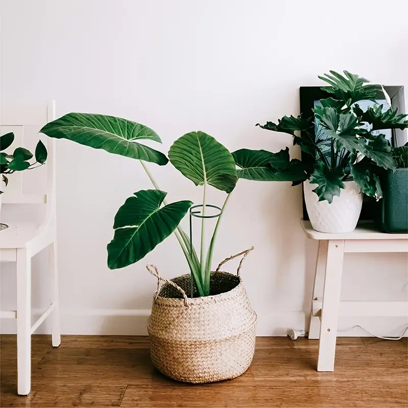 Set of 6pc Plant Supports