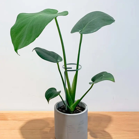 Set of 6pc Plant Supports