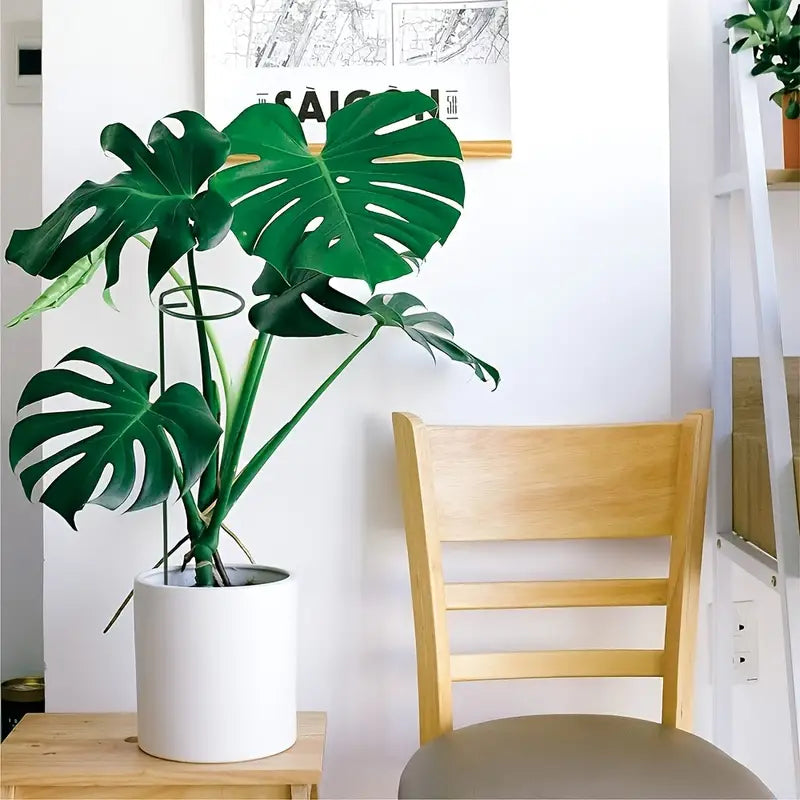 Set of 6pc Plant Supports