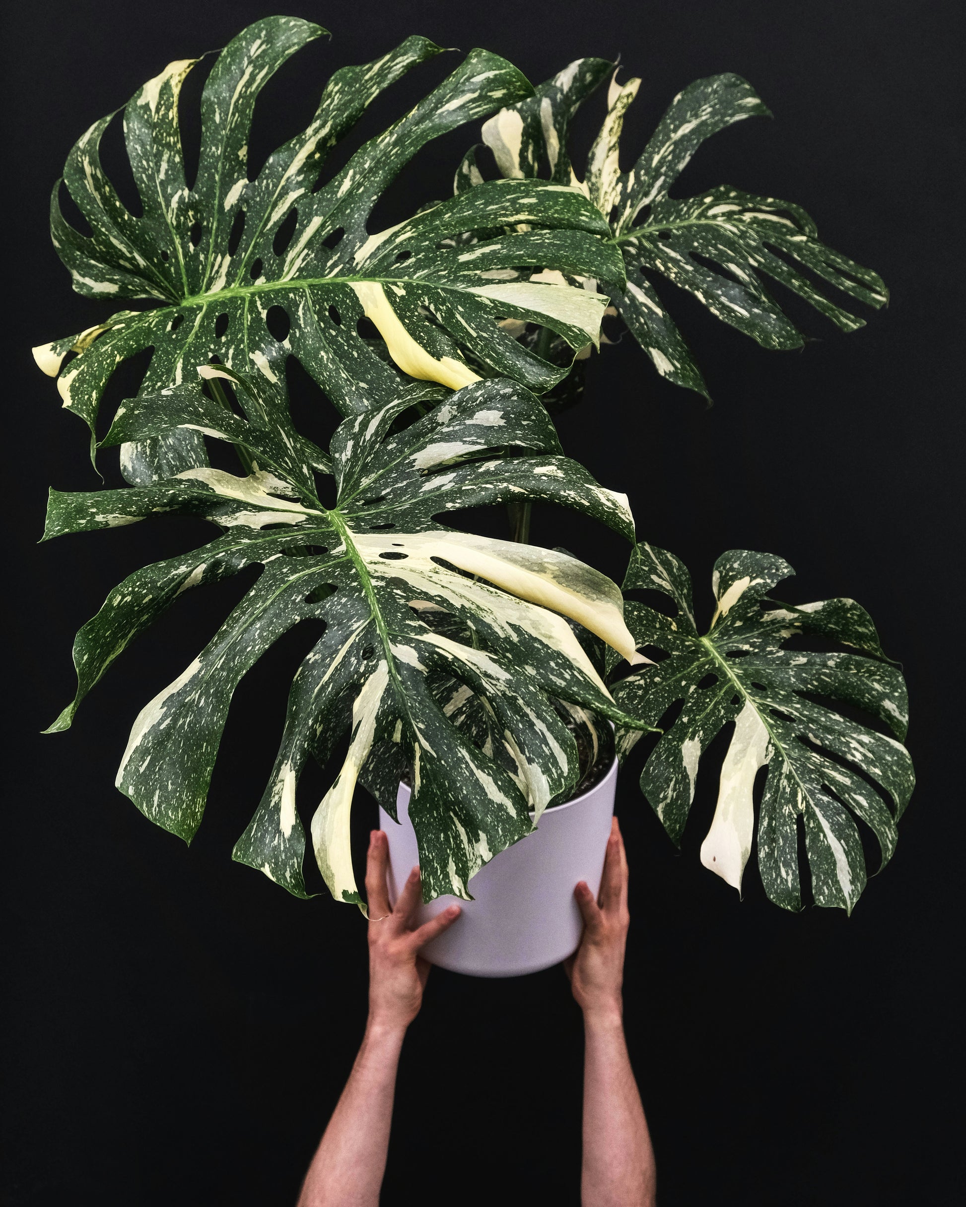 philodendron constellation Philodendron Monstera Thai Constellation XL Plant