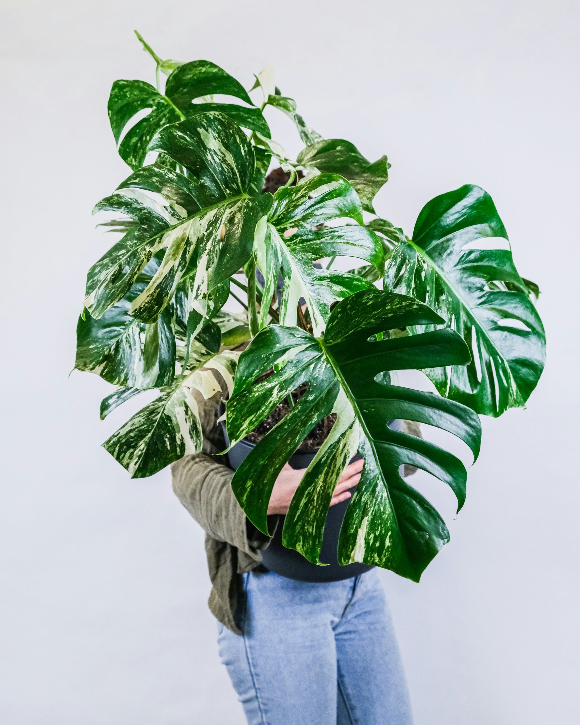 philodendron albo variegata Philodendron Monstera Albo Variegated XL Plant