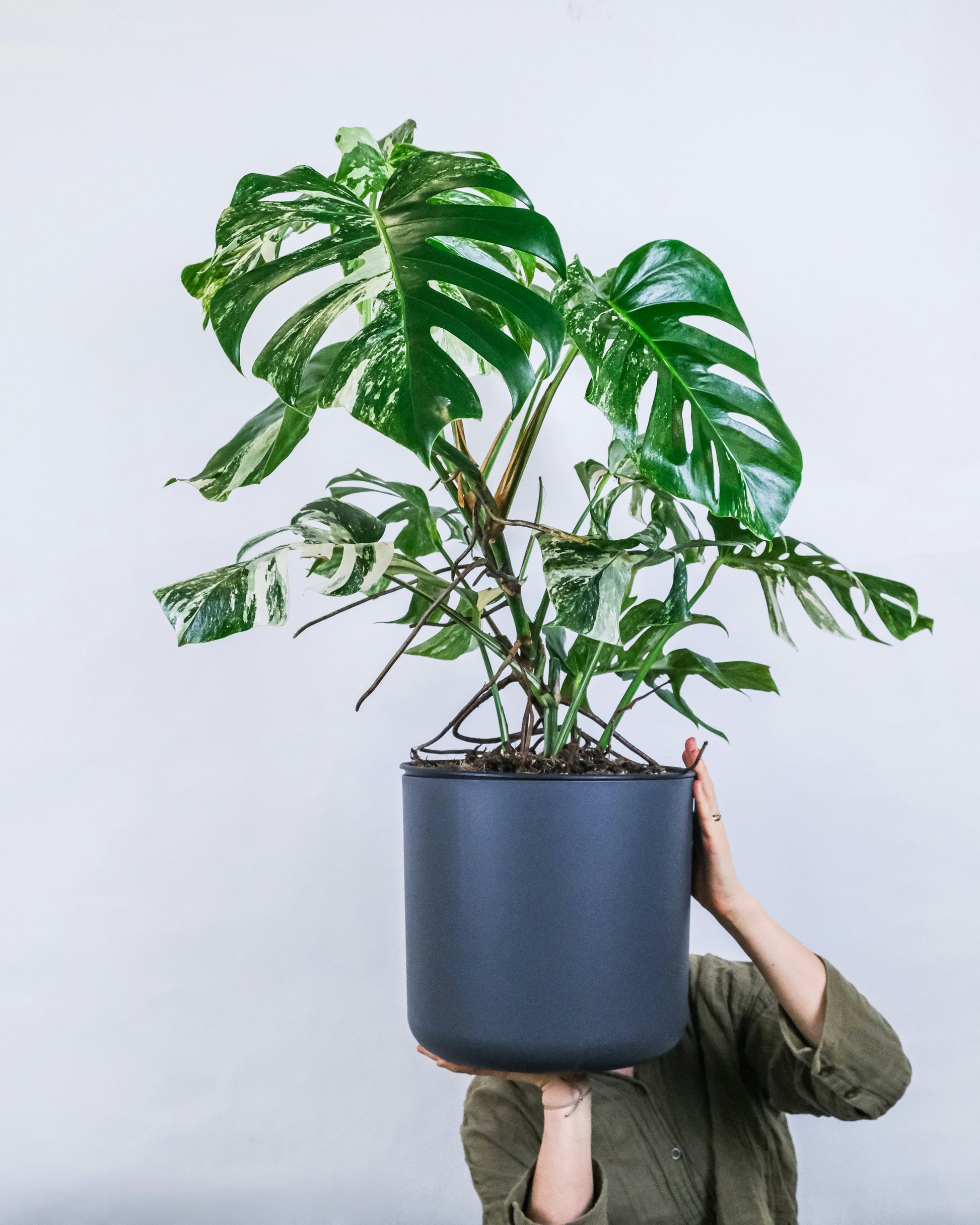 philodendron monstera albo Philodendron Monstera Albo Variegated XL Plant