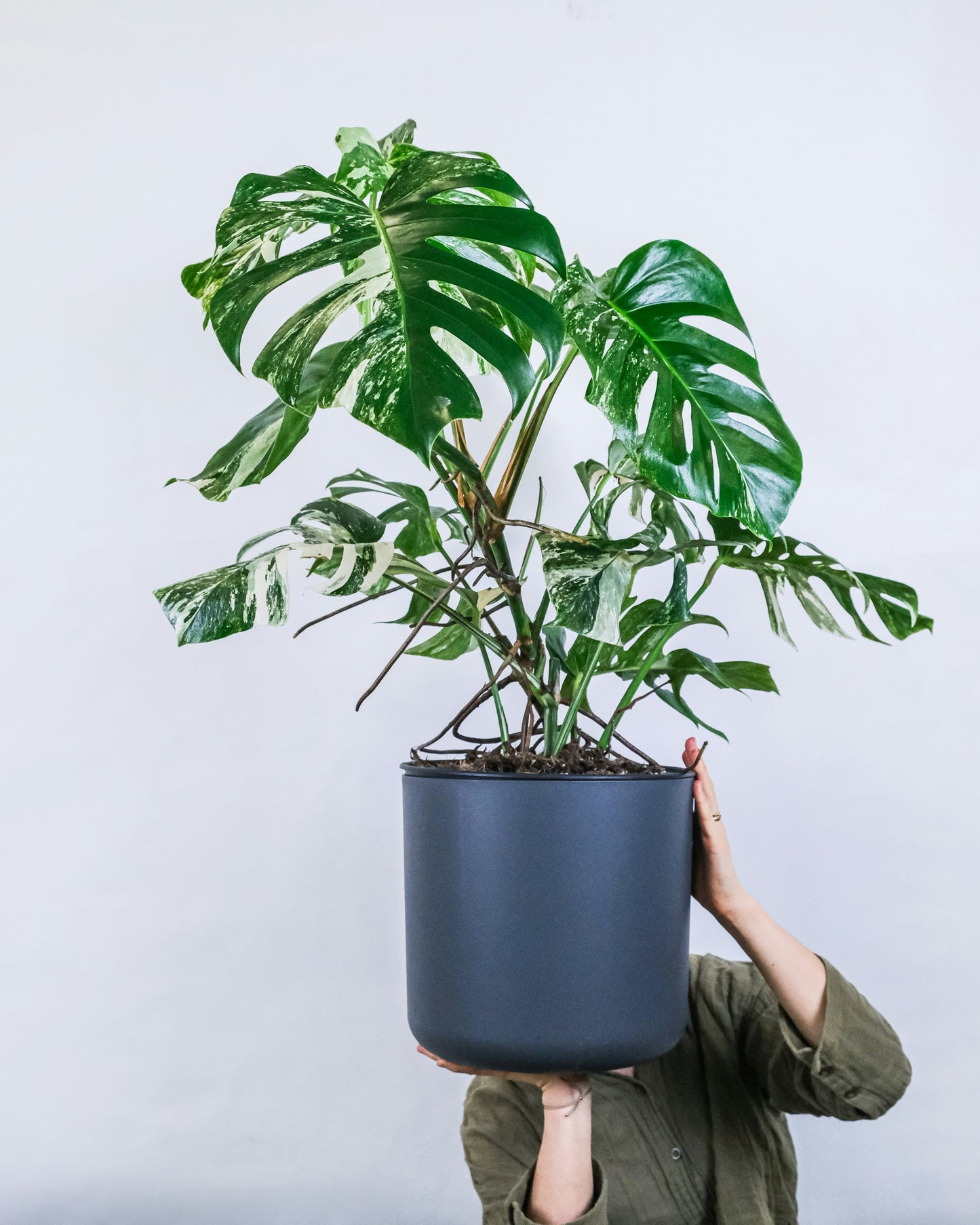 Philodendron Monstera Albo Variegated XL Plant