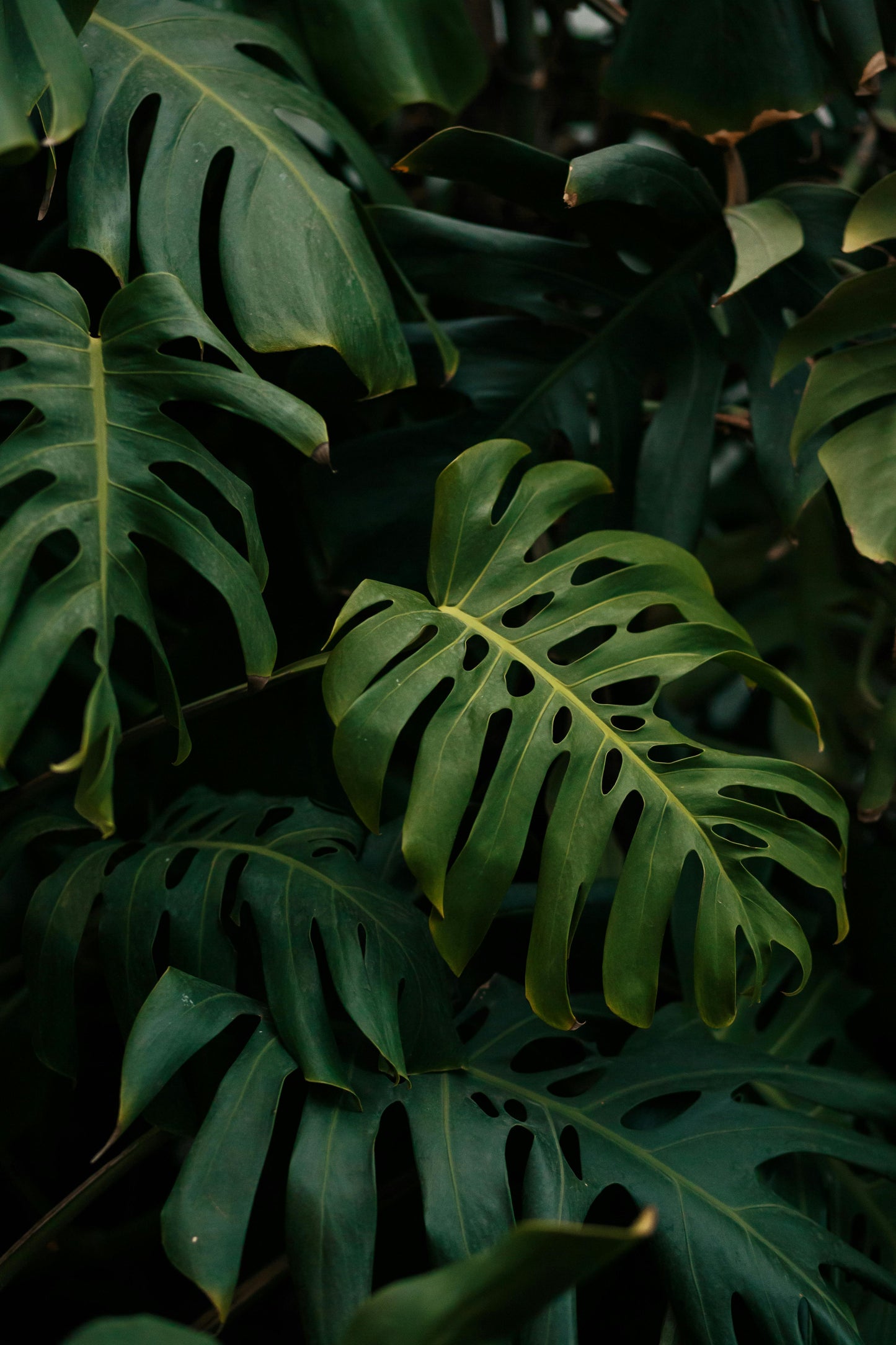 Philodendron Monstera XXL Cutting (NO LEAF)