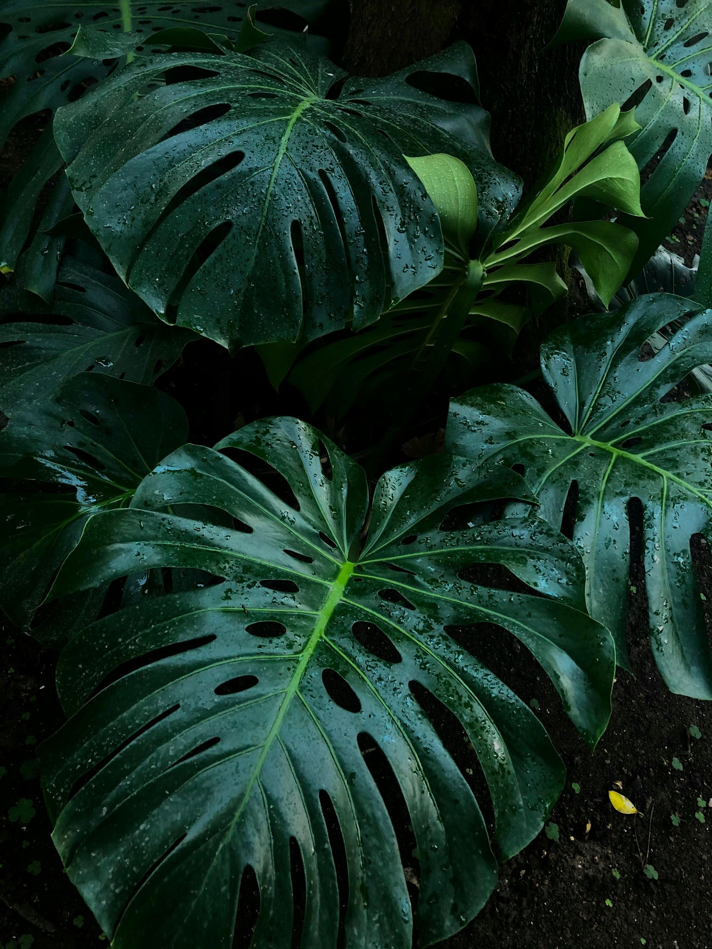 Philodendron Monstera XXL Cutting (NO LEAF)