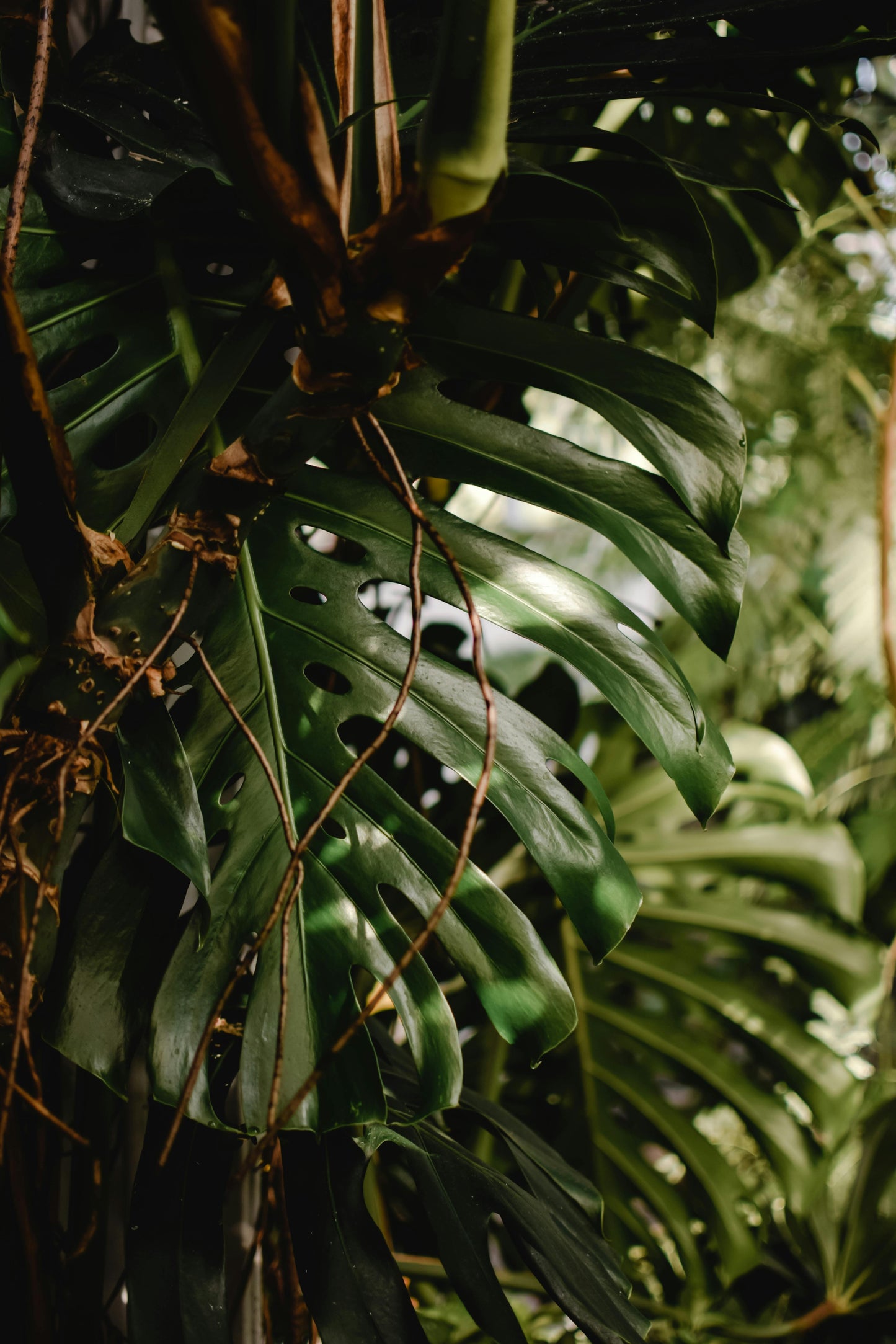 Philodendron Monstera XXL Cutting (NO LEAF)