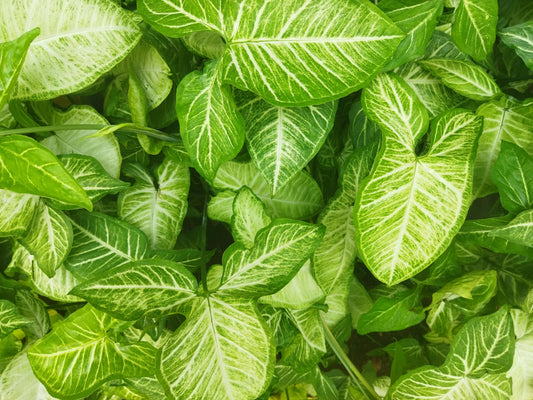 Syngonium